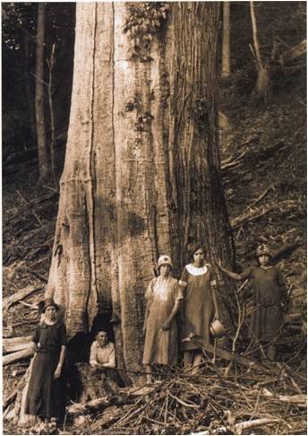 The end of the american chestnut